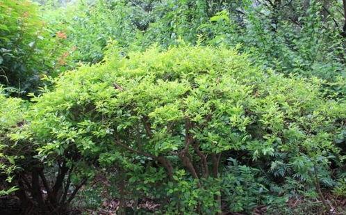 大灌丛,自然生态的绿色奇迹